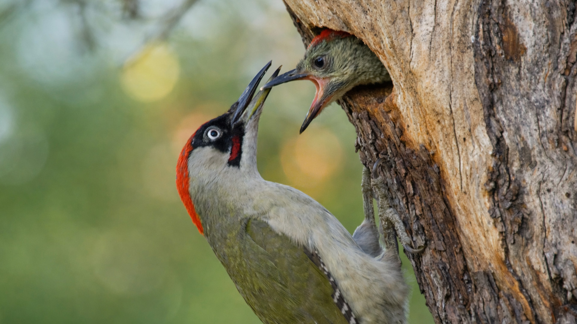 This wildlife camera filmed a parent bird caring for its young