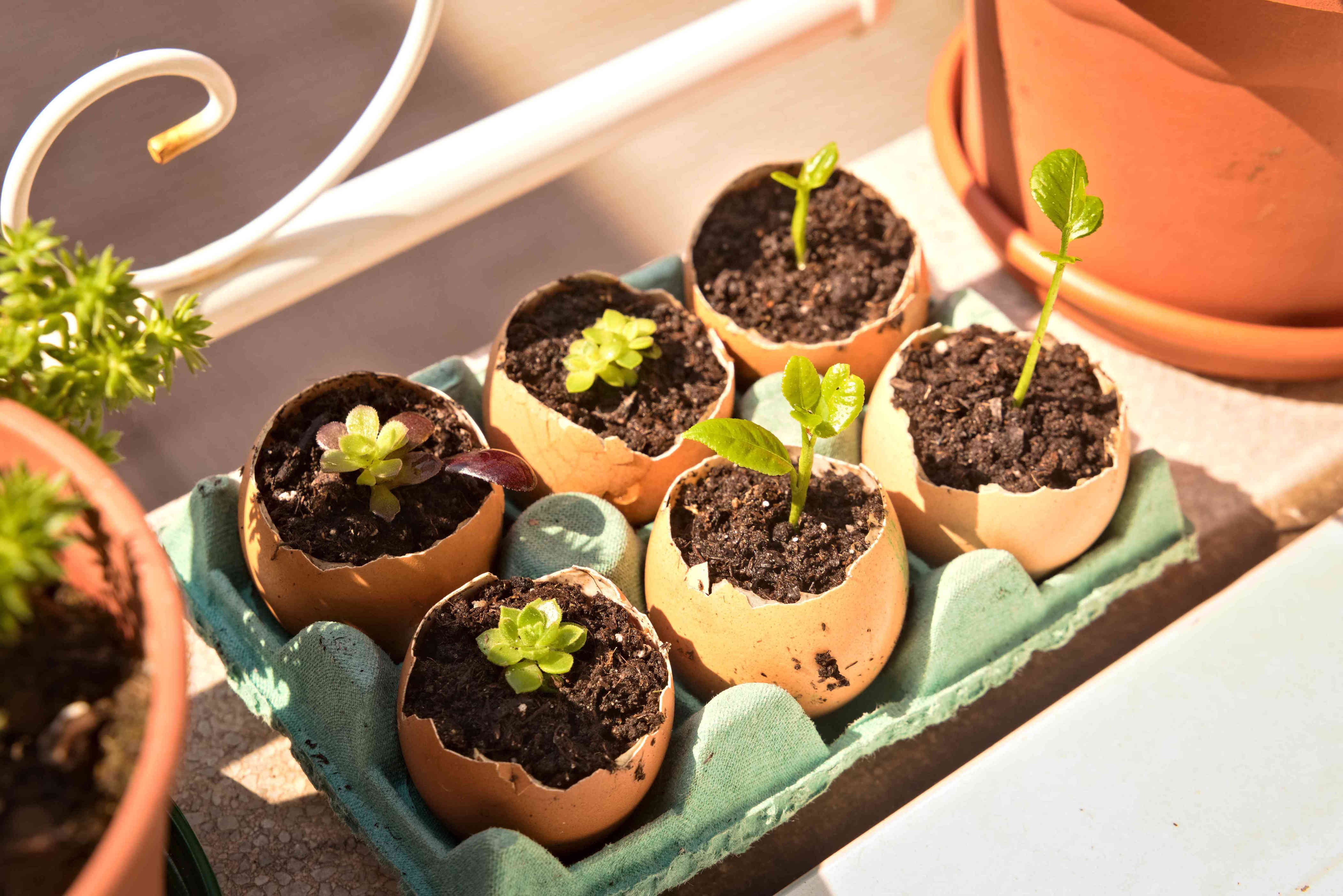 8 old-school gardening hacks that still work like a charm, according to ...