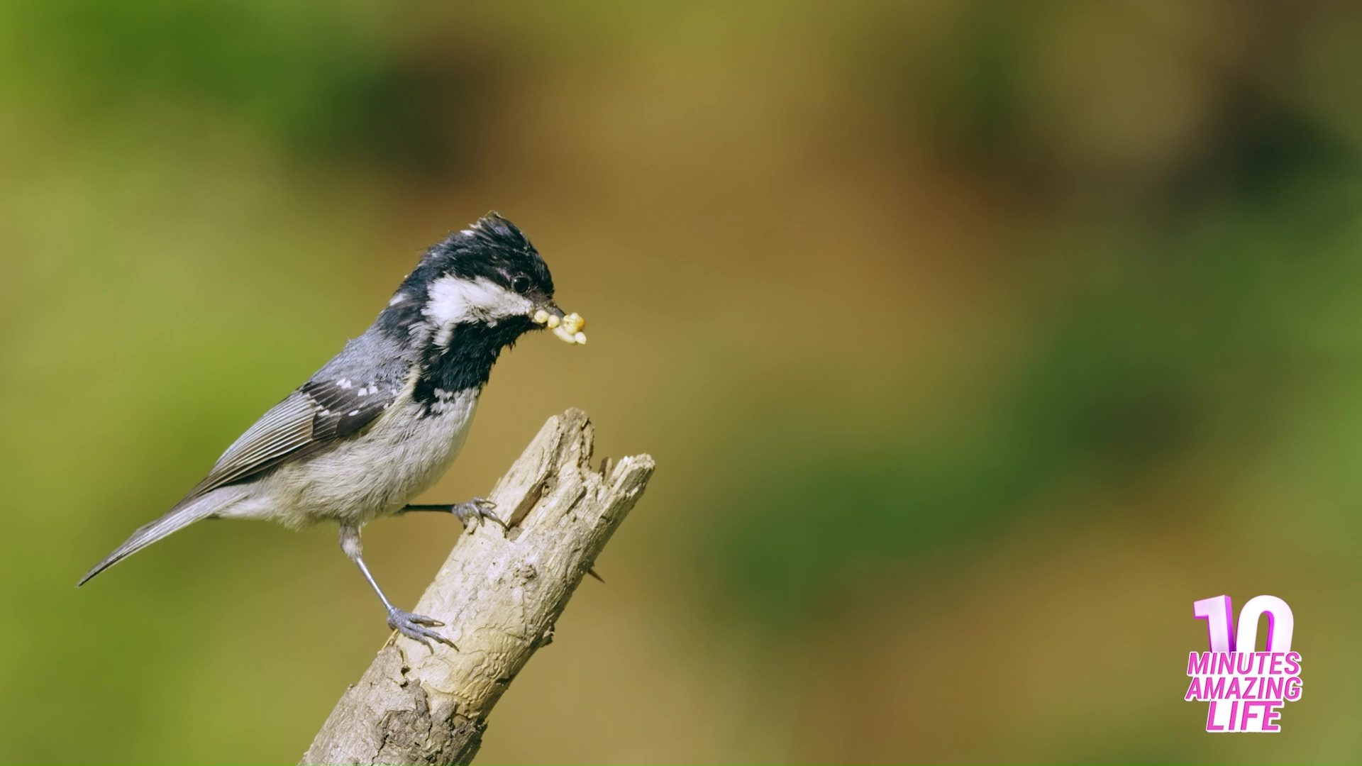 This tiny bird works hard to feed its family<br>