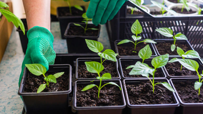 15 tips for growing perfect peppers