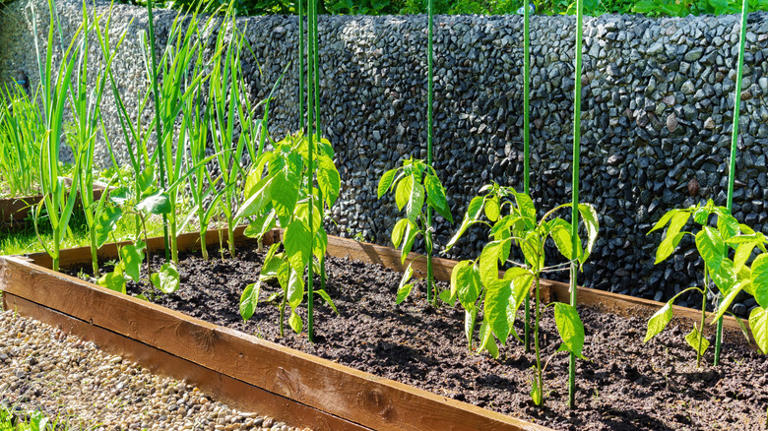15 tips for growing perfect peppers