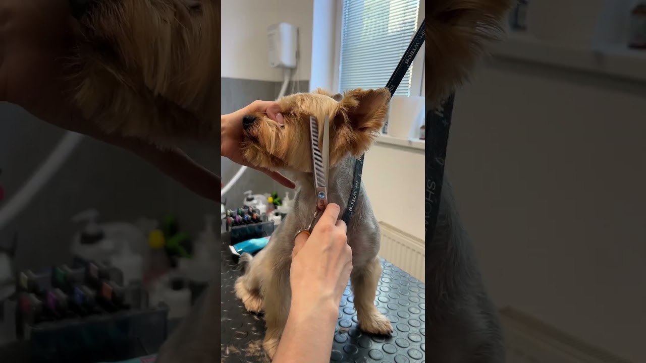 Yorkie makeover: Step-by-step face, ear & beard grooming tutorial!