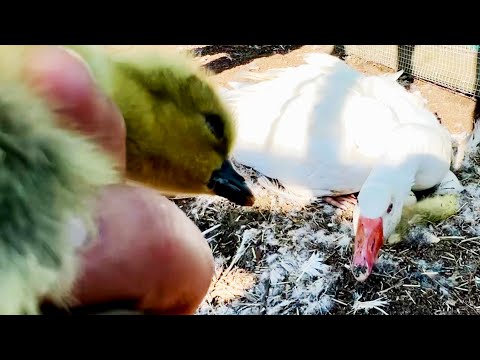 Promising miracle gosling hatch ends in an unexpected tragedy
