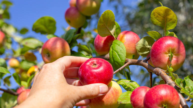 10 fast-growing fruit trees you'll want in your yard