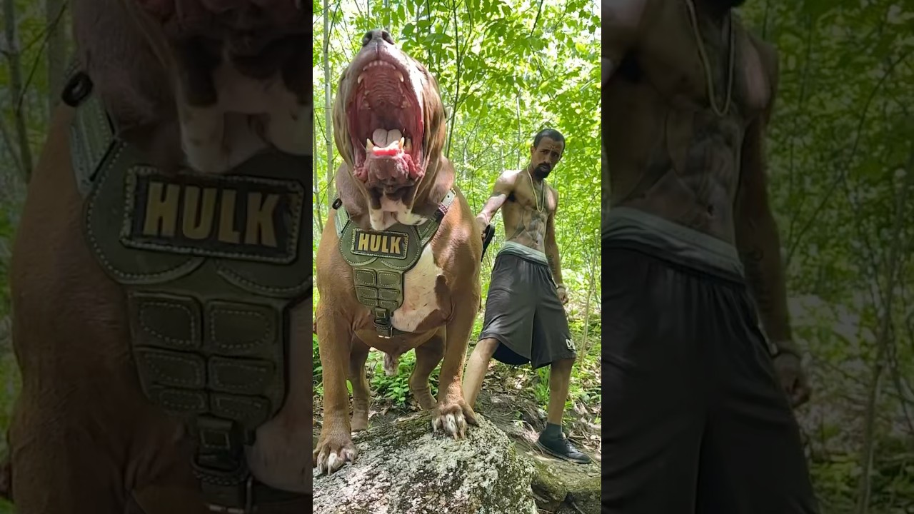 Owner struggles to control the raw power of a massive dog