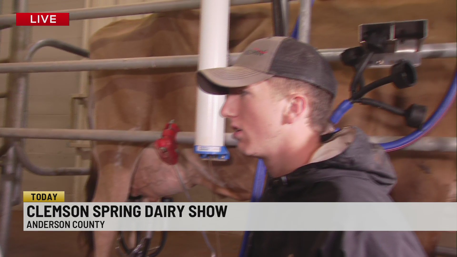 Clemson Spring Dairy show boasts one of largest in Southeast at T Ed ...