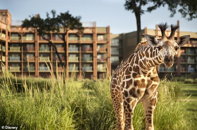 But the best part? It's surrounded by multiple sprawling savannahs with over 200 free-roaming animals including giraffes, zebras and gazelles