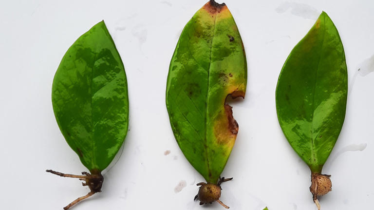 Know these 11 downsides before growing a ZZ plant