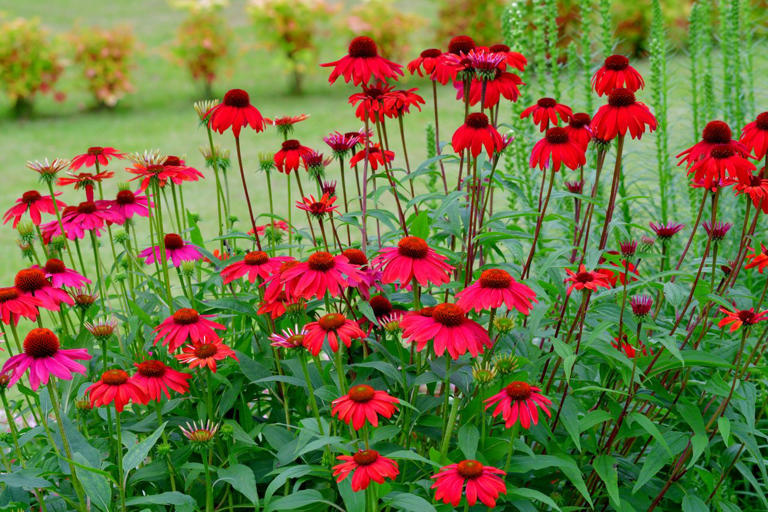10 beautiful flowers that naturally attract hummingbirds to your yard