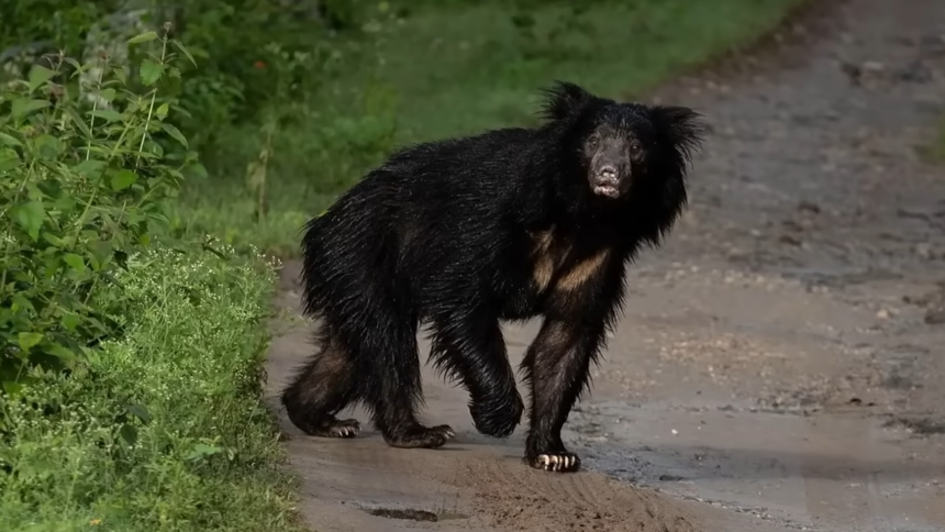 This human-looking bear killed 12 and mauled 24 people in India