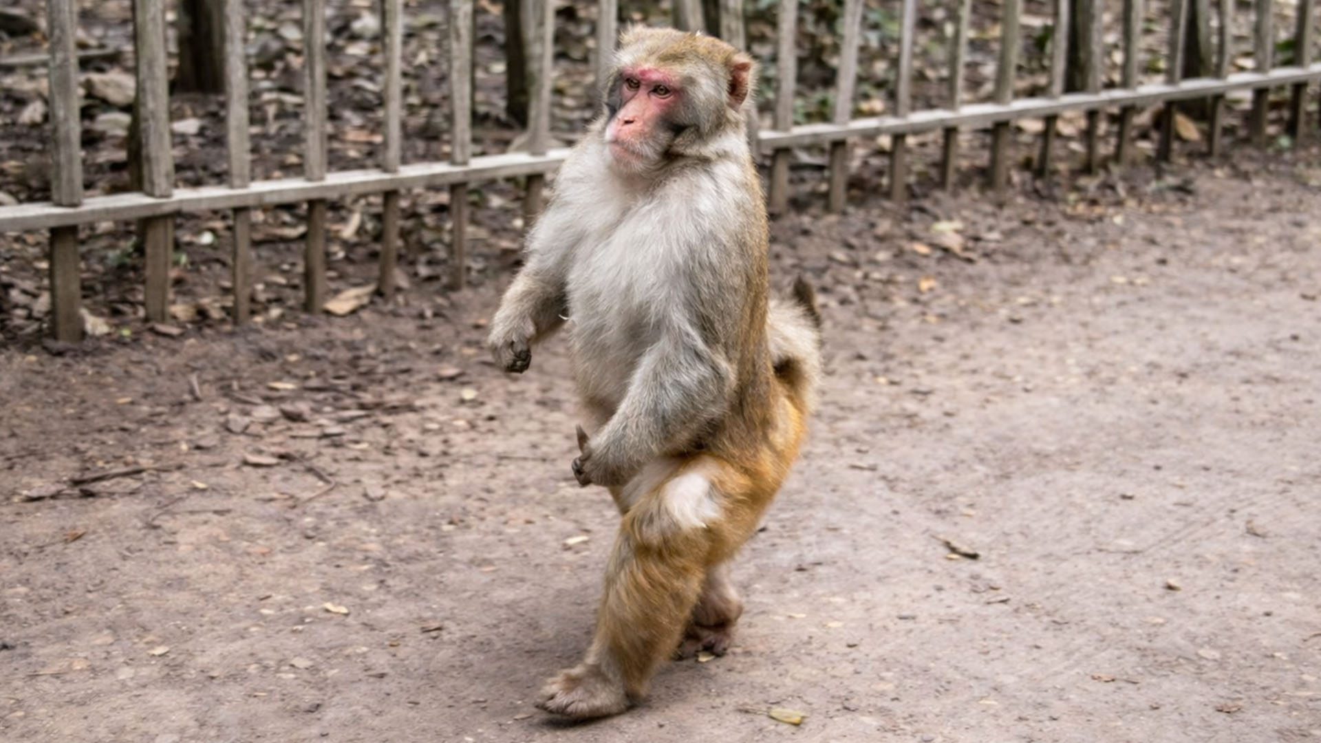 The monkey suddenly runs away when the person gets closer