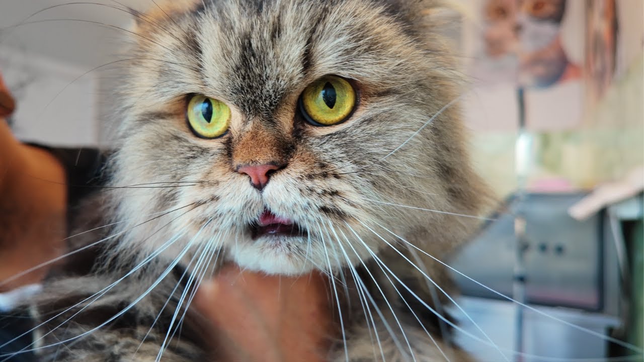 Cookie the cat’s most challenging groom