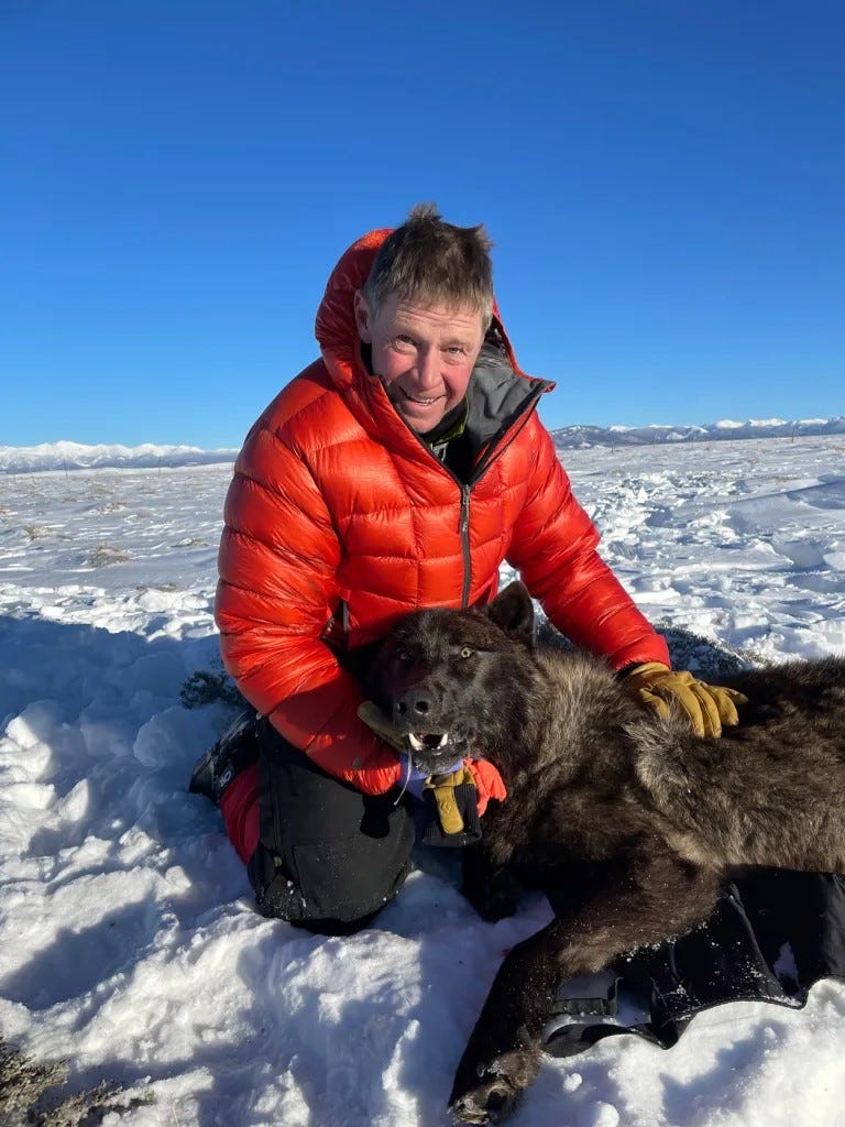 Colorado's wolf program leader to retire after bumpy tenure