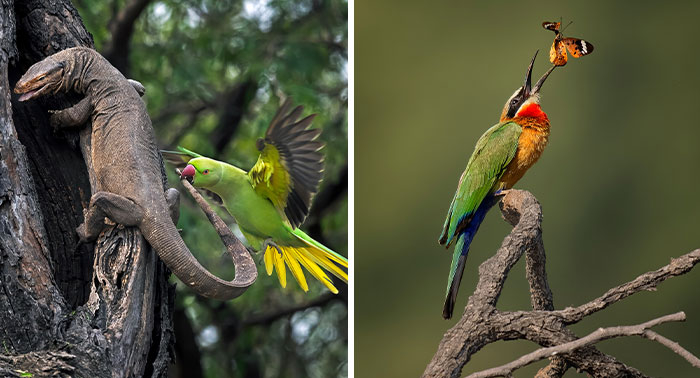 30 photos from the Bird Photographer of the Year competition