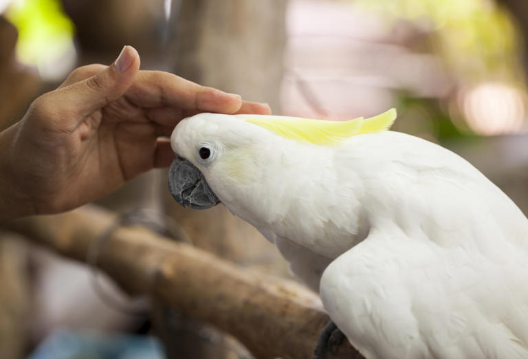 Cockatoo gives mom sweet nuzzles of love while reuniting after vacation
