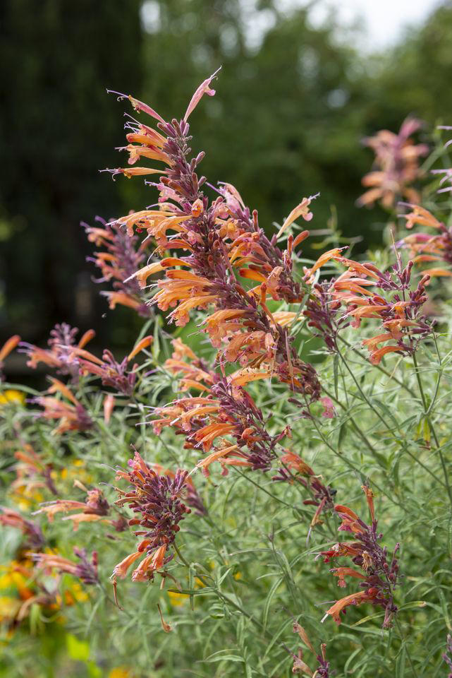 10 beautiful flowers that naturally attract hummingbirds to your yard