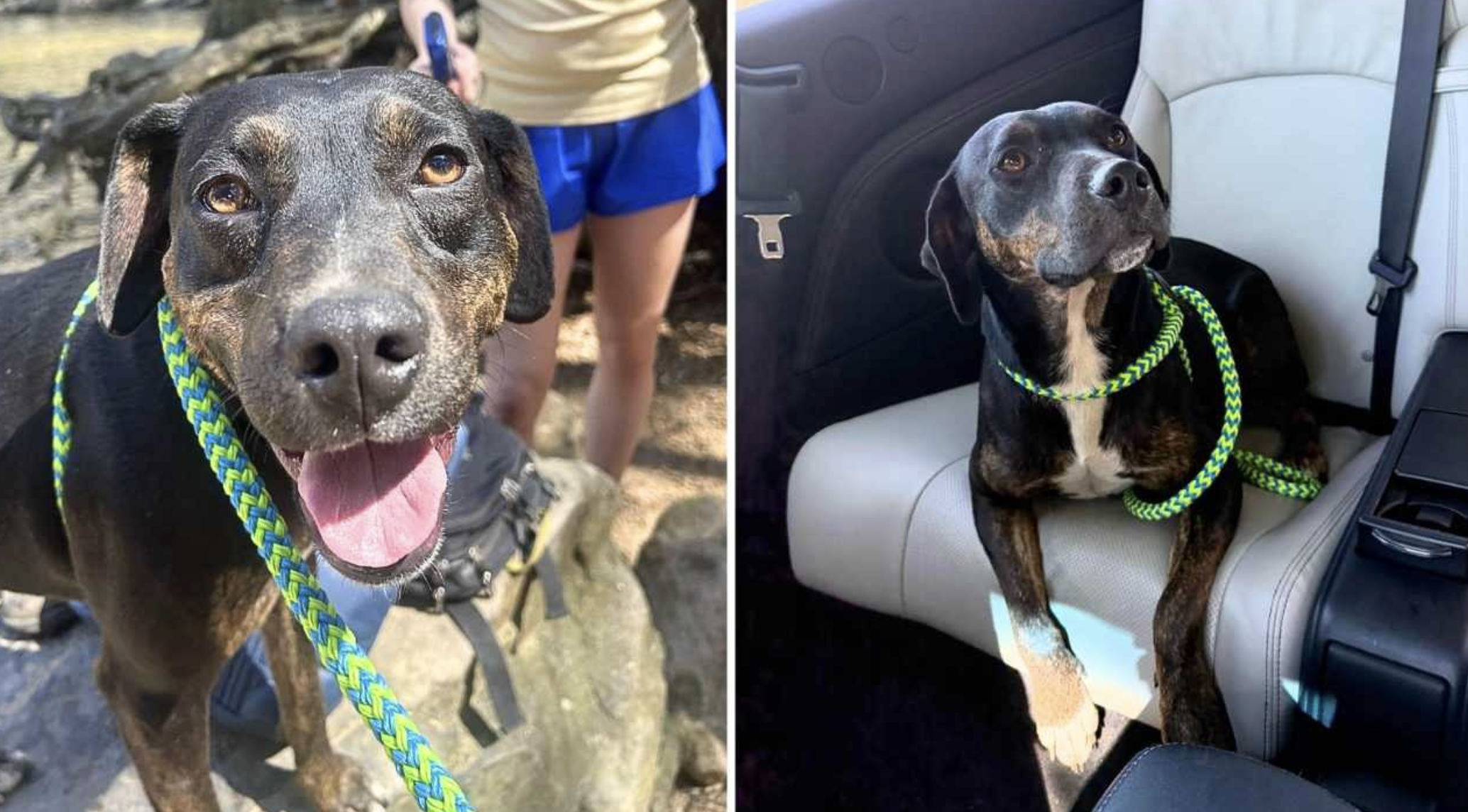 Sweet young dog has been waiting over 16 months to find her forever home