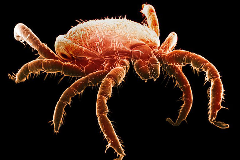Plagues of 'blood-sucking' vampire insects could be set to invade ...
