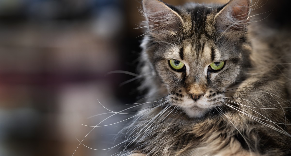 The Top 10 Cat Breeds Have Been Revealed And A Majestic Winner Takes 