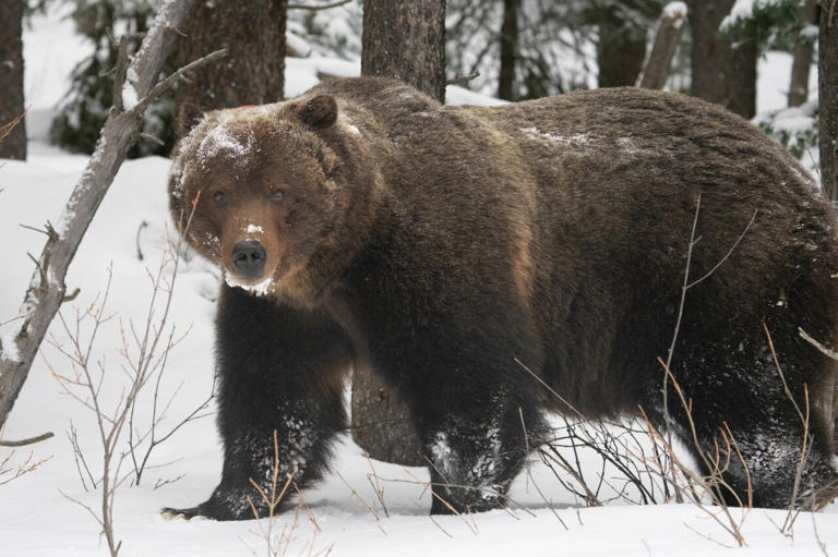 Legendary Banff grizzly 'The Boss' awakens as Alberta bears begin to emerge