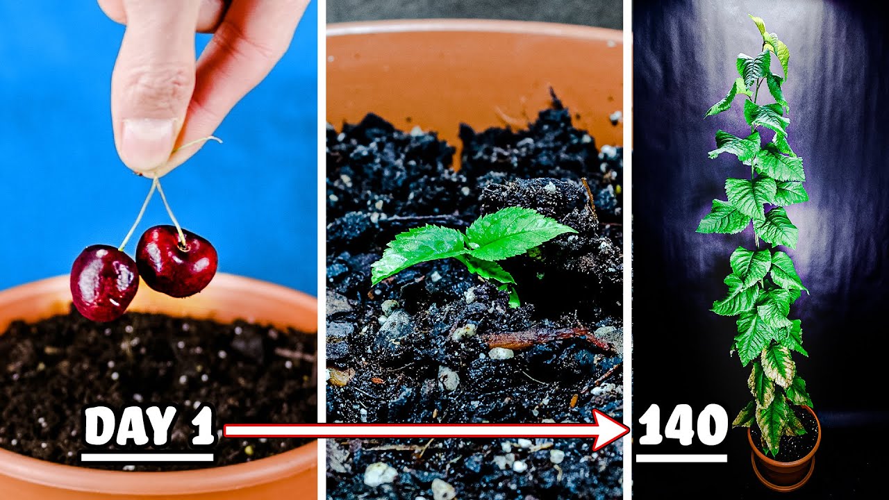 140 days growing a cherry tree from seed | Time-lapse journey