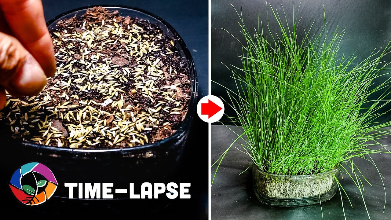 32-day time-lapse: Grass grows in a heart-shaped container—roots ...