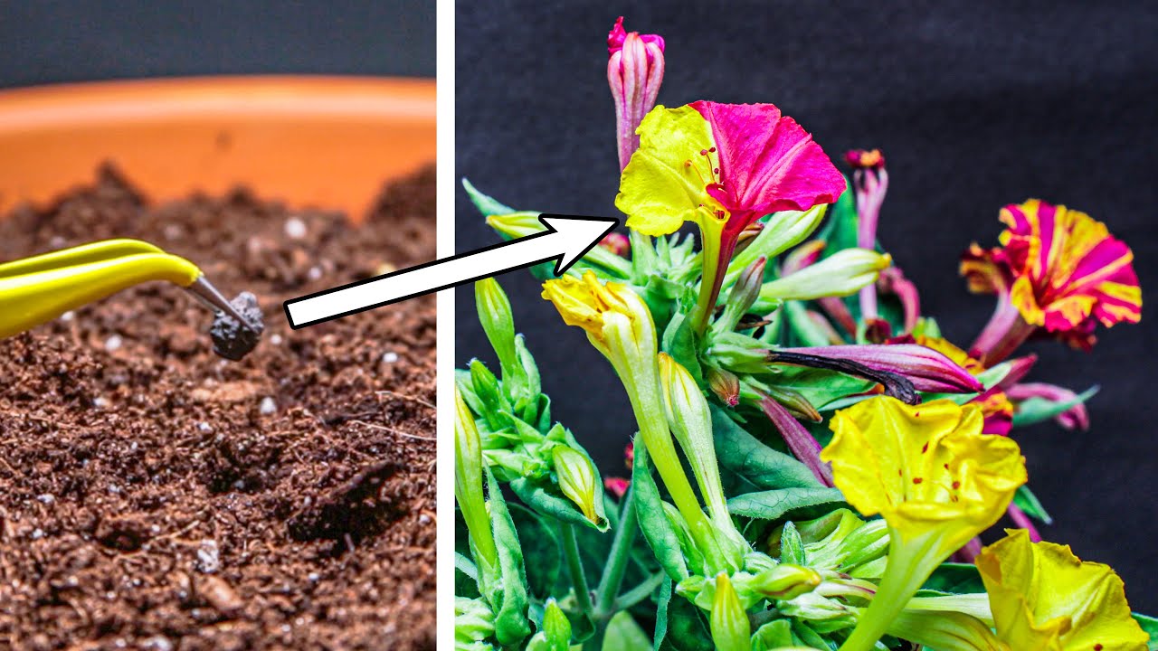 84 days in 5 minutes: four o'clock plant (Mirabilis jalapa) time-lapse ...