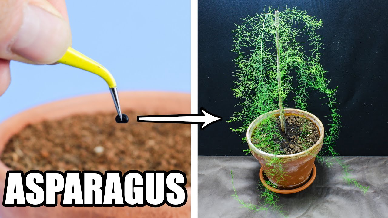 62 days in 3 minutes: Asparagus fern grows from seed to stunning plant