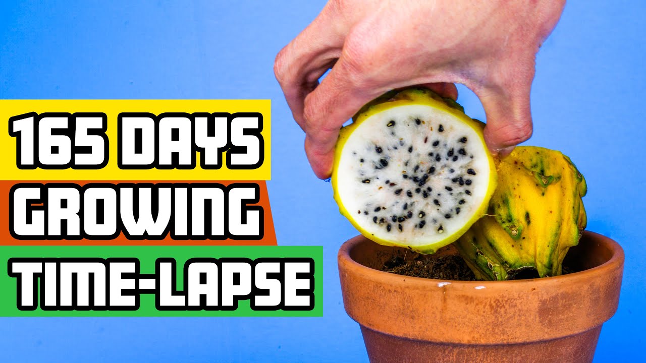 Dragon fruit plant’s incredible 165-day growth: seed to cactus time-lapse
