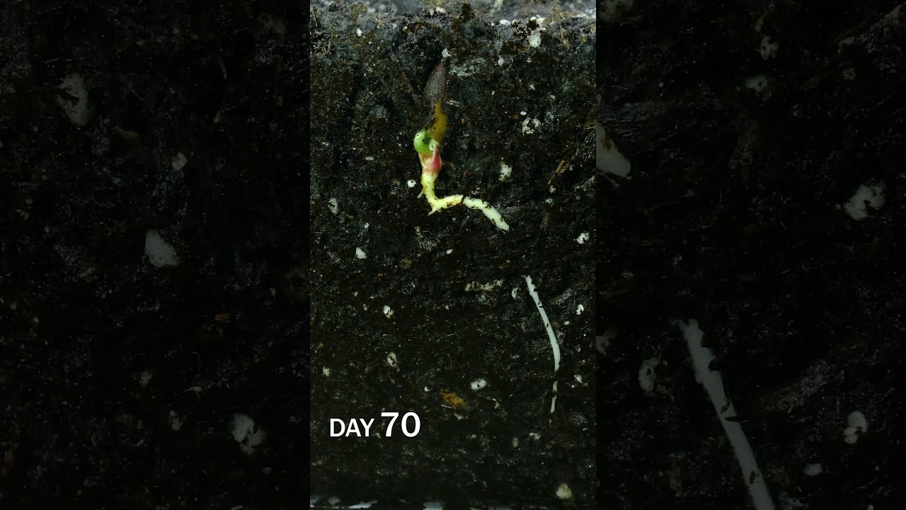 Peach sprouting time lapse