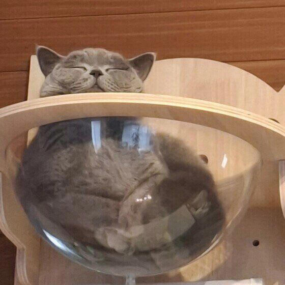見分けられますか？「痛みがある可能性が高い猫の表情」を獣医師が解説