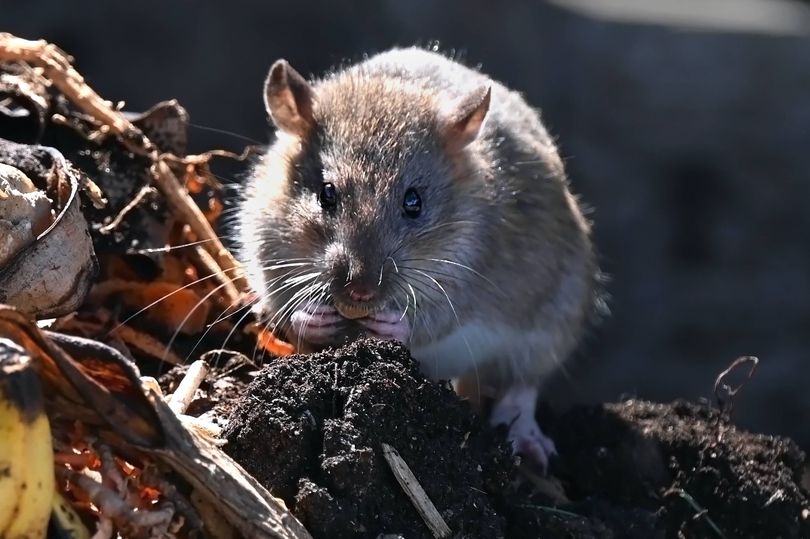 Rats could invade your garden if you leave certain item outdoors in spring