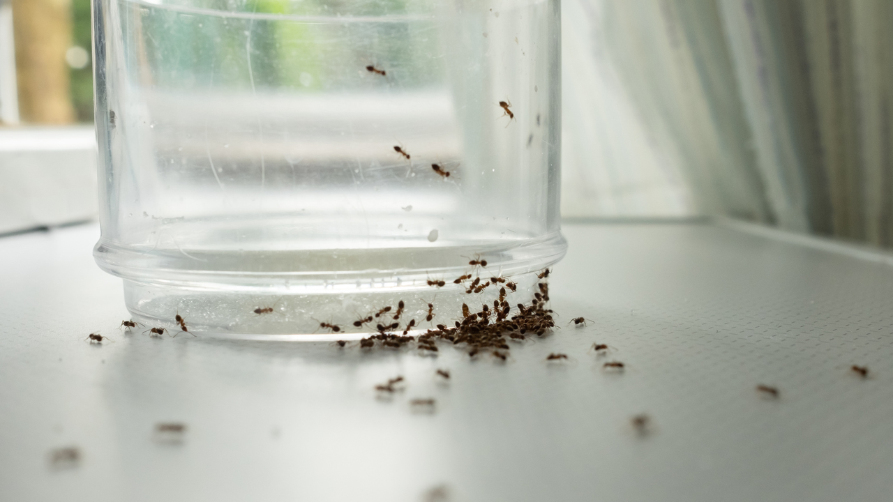 'Spring a key time to stay vigilant' – how to keep ants out of your home