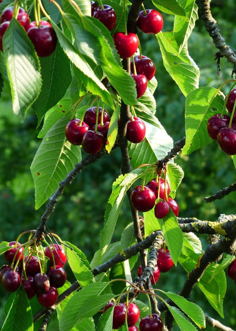 6 trees that might ruin your garden furniture in spring
