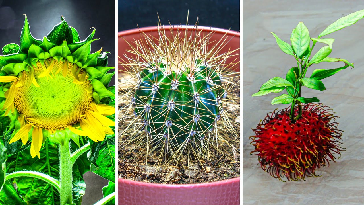 1,020 days of plant growth: Stunning time-lapse from seed to bloom