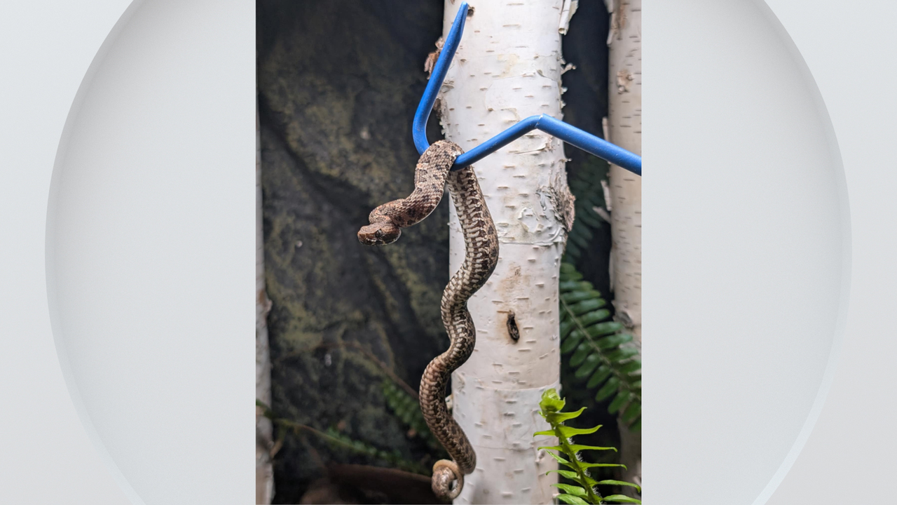 University of Colorado Boulder student discovers venomous snake ...