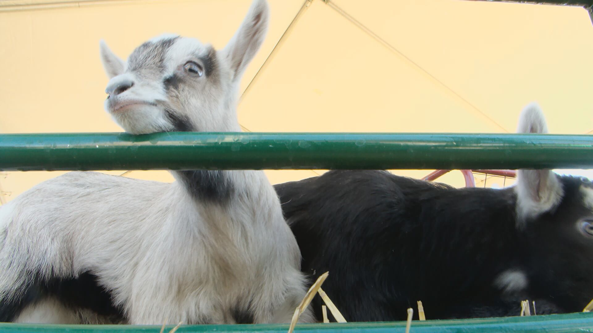 Bock Fest helping small businesses, farmers facing tough economic times