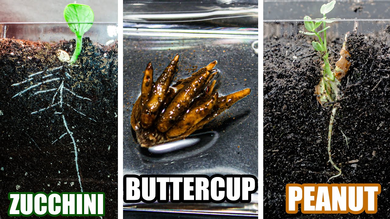 Seed to sprout: Zucchini, buttercup & peanut growth time-lapse in clear ...
