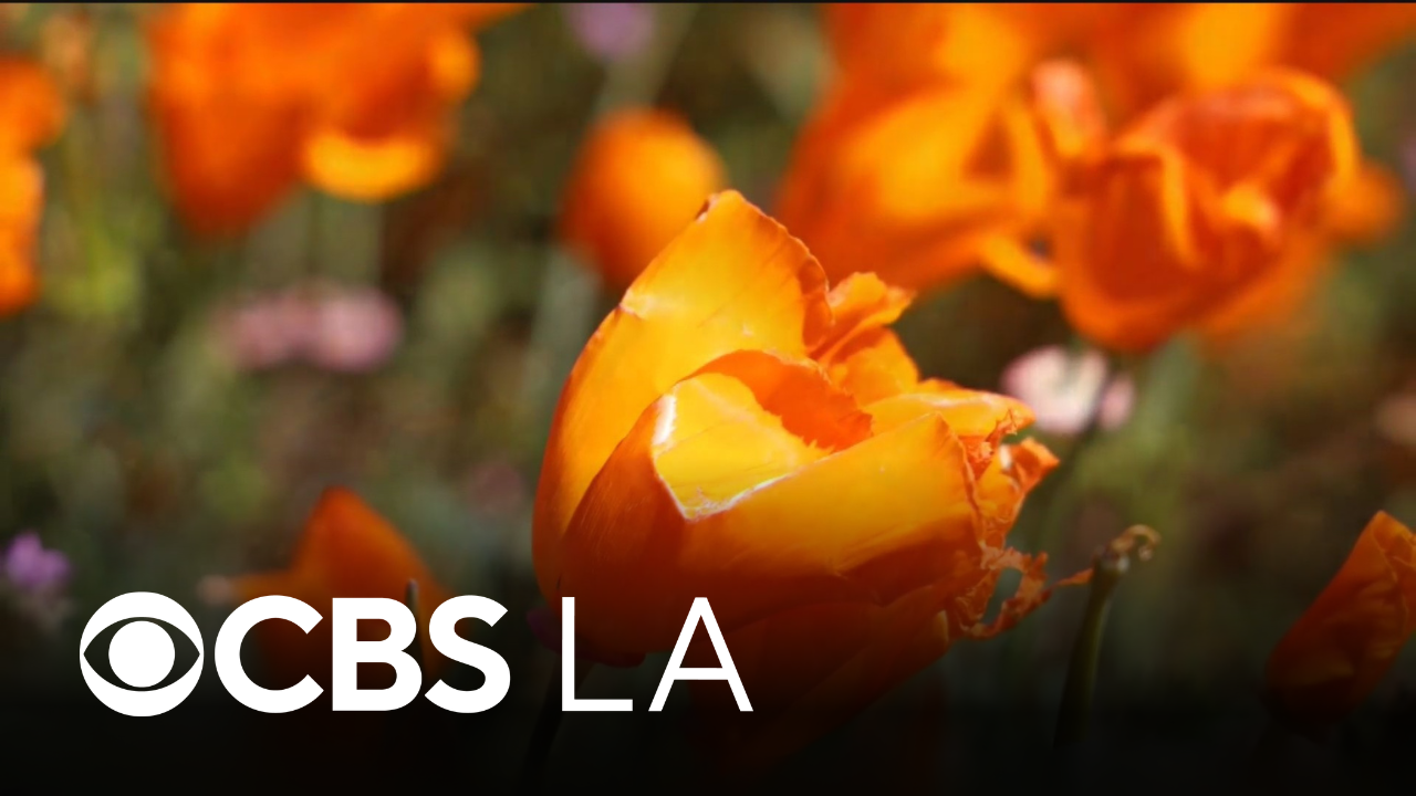 Community members sow seeds of hope with Great Altadena Poppy Project