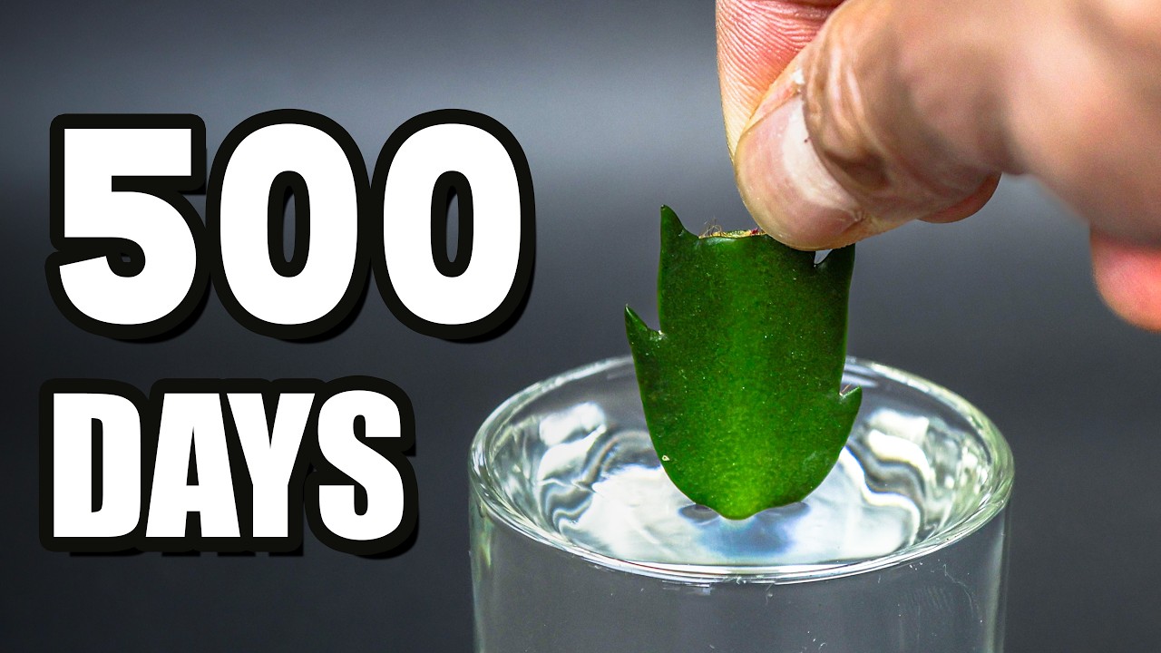 Christmas cactus time-lapse: From cutting to stunning red blooms!