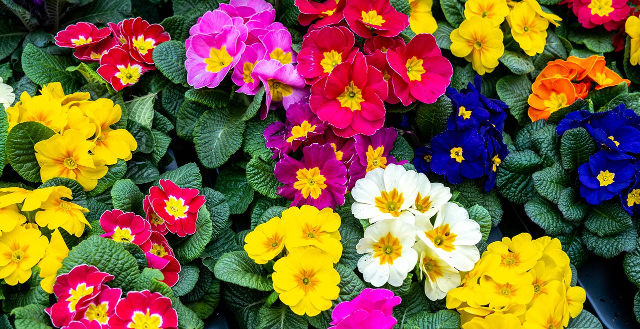 What to do with primroses after flowering to ensure more beautiful ...