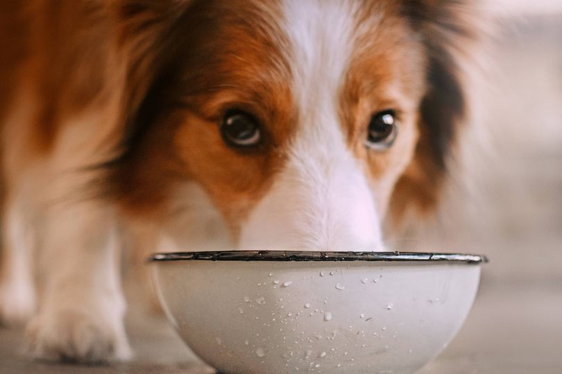 Vet issues tap water warning to all dog owners