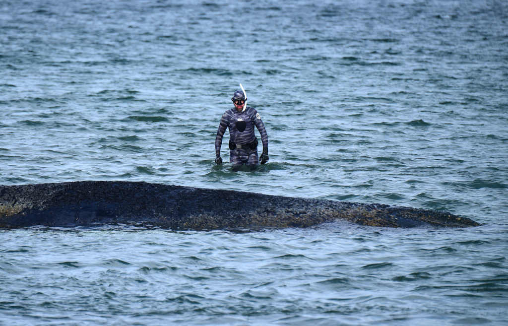 Knölval strandade igen – kämpar för sitt liv