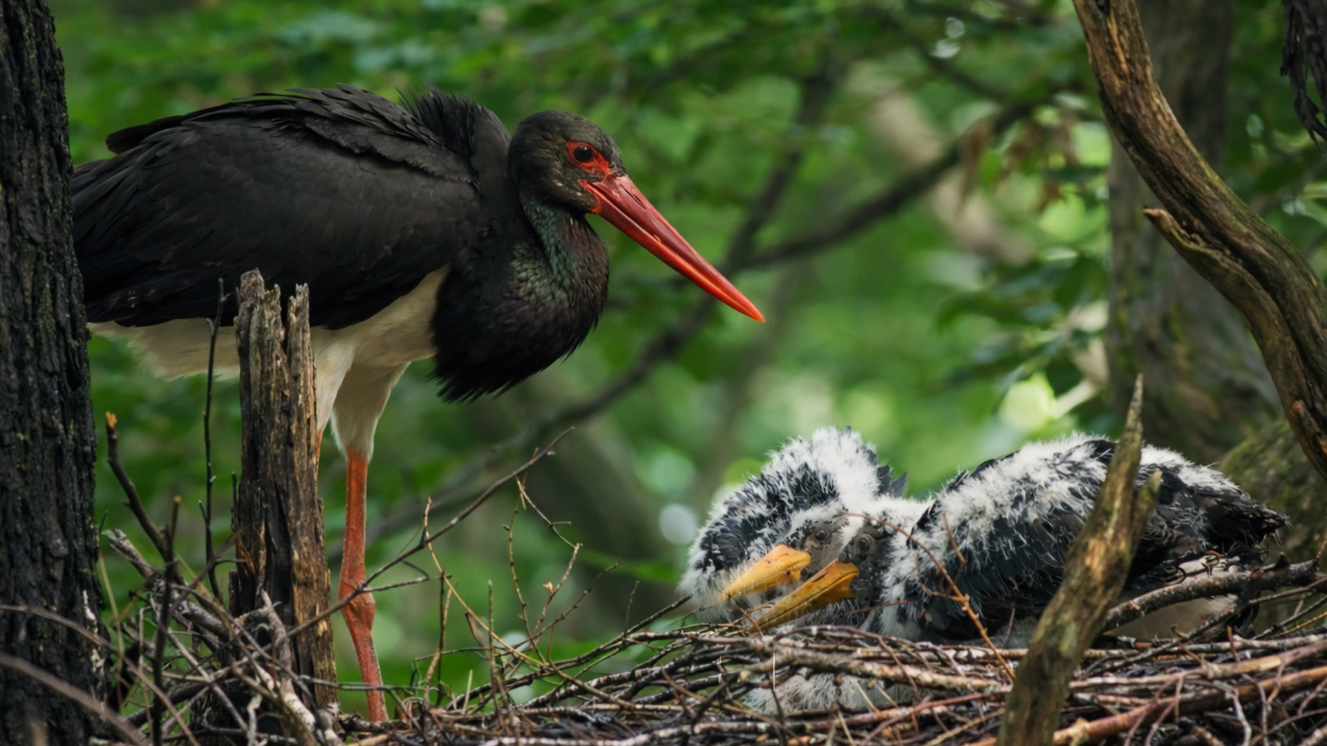 This camera recorded a tender moment between parent and chicks