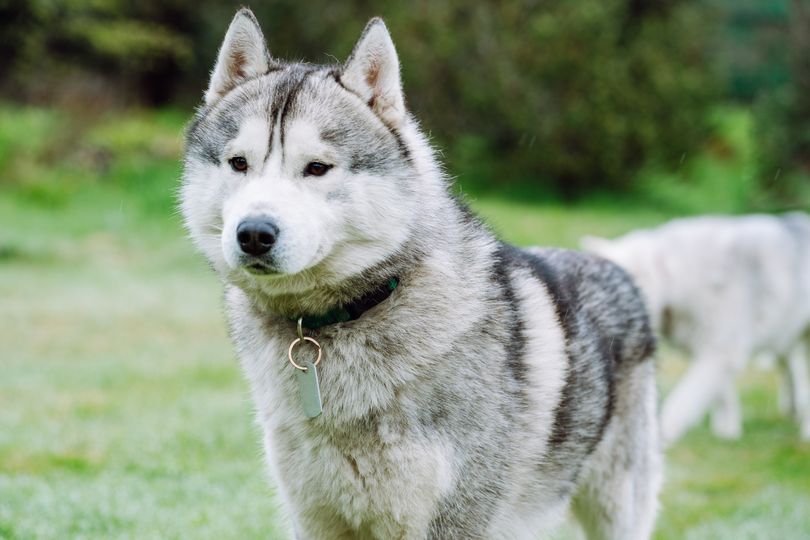 Woman 'devastated' after collecting husky from groomers and seeing his ...