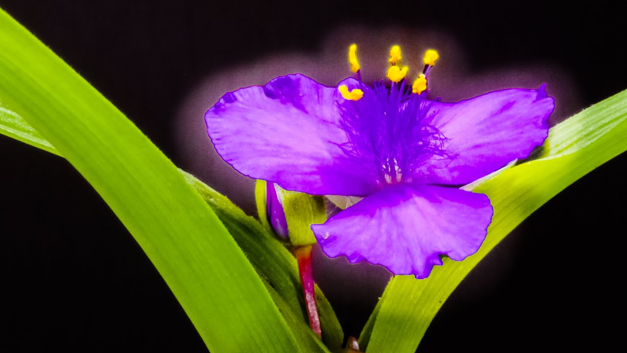 purple-blossoms-unfurl-mesmerizing-time-lapse-of-flowering-and-closing