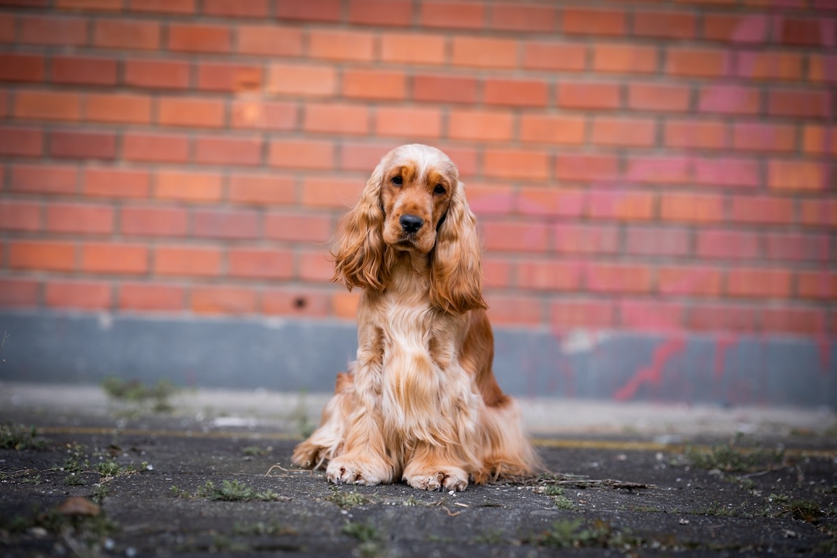 Cocker spaniel puppy has the 'longest legs ever' and it's hilarious