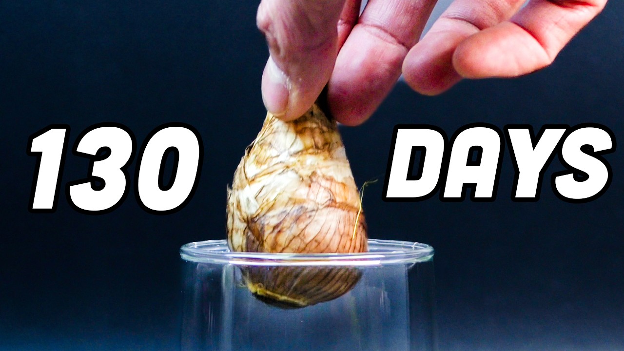 130 days in 5 minutes: The stunning life cycle of a daffodil bulb (time ...