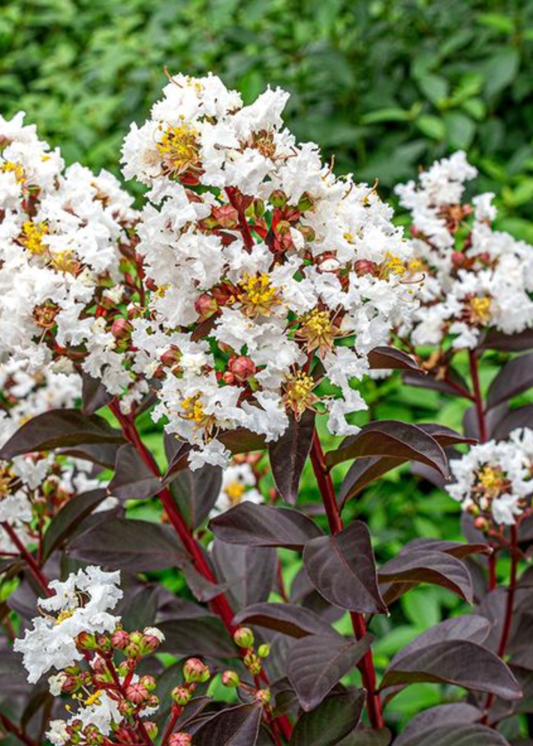 6 trees that might ruin your garden furniture in spring