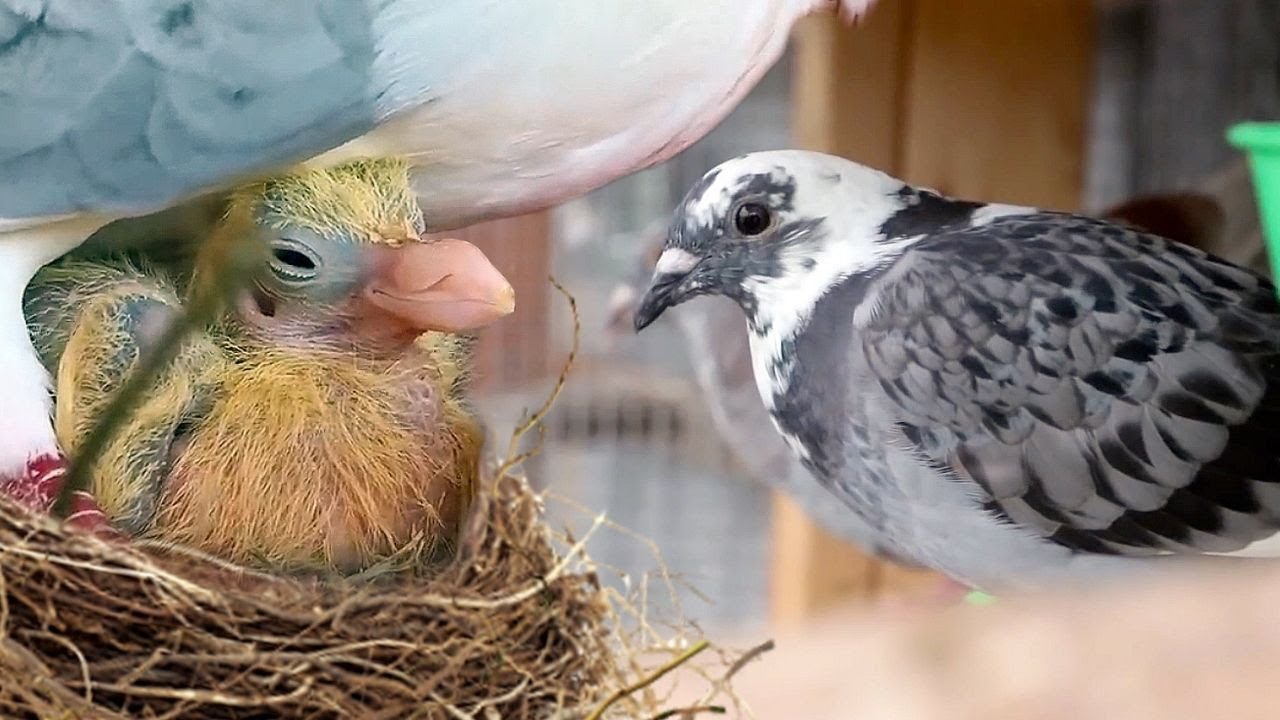 We secretly raised pigeons for 8 months. Here’s what happened